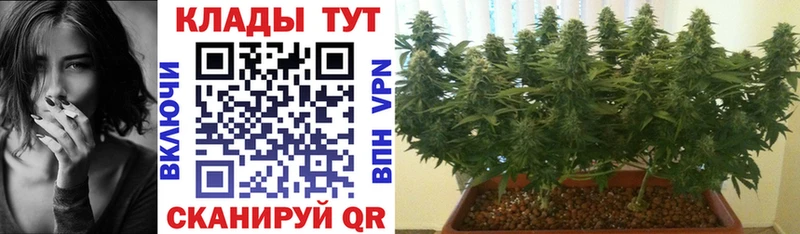 Галлюциногенные грибы Шали