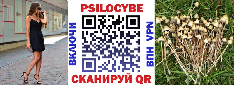 Купить где  Шали  Псилоцибиновые грибы Psilocybine cubensis 